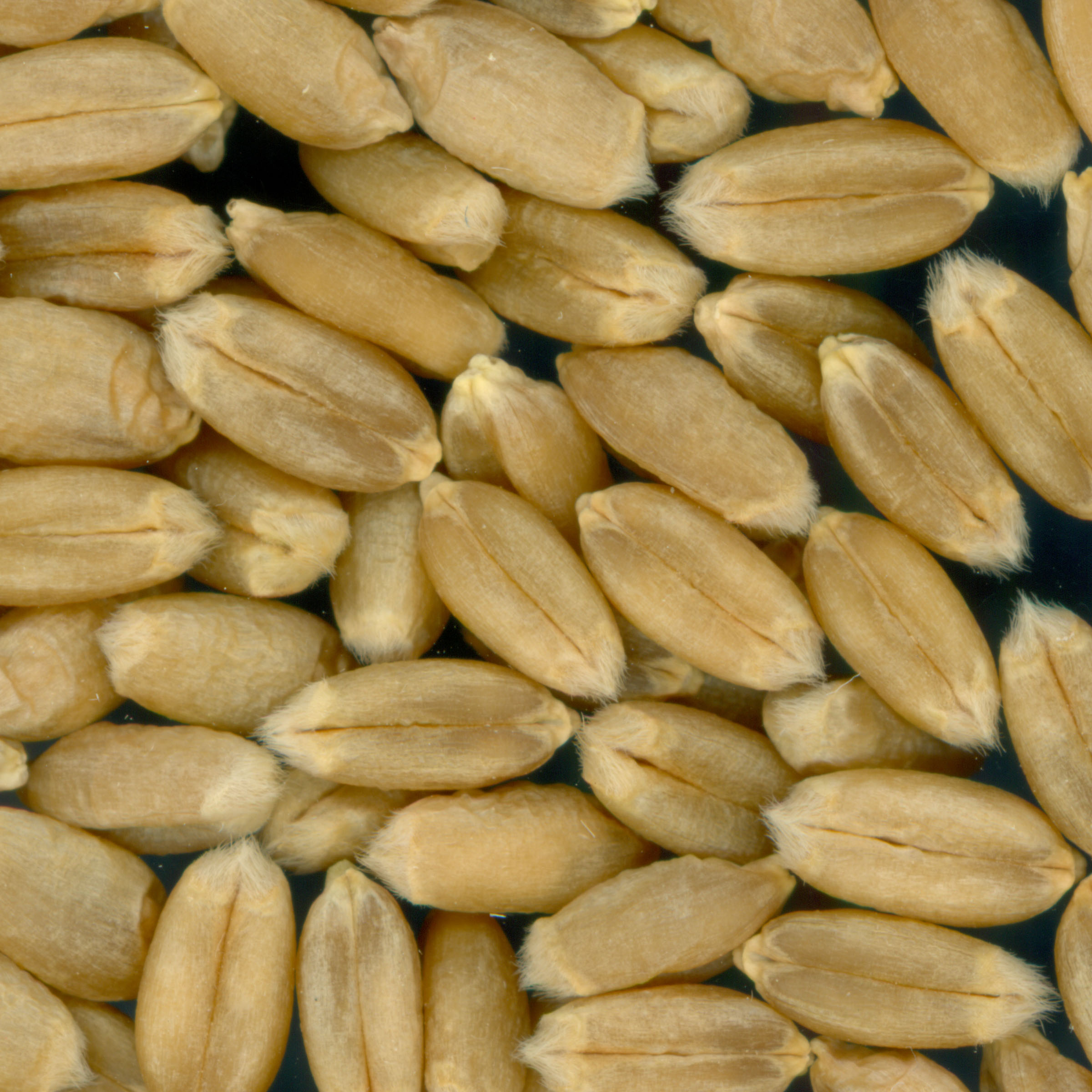 KERNELS